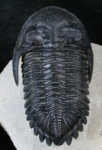 Large, Flying Hollardops Trilobite - #13934